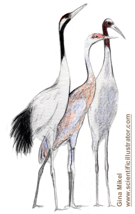265x418 Cranes, Colored Pencil Sketch - Crane Bird Sketch