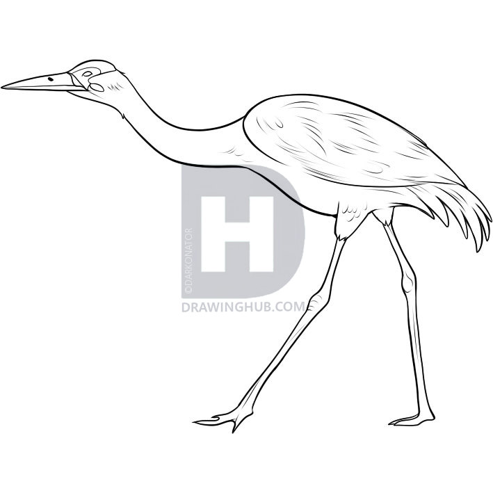 709x709 How To Draw A Crane, Step By Step, Drawing Guide, By Darkonator - Crane Bird Sketch