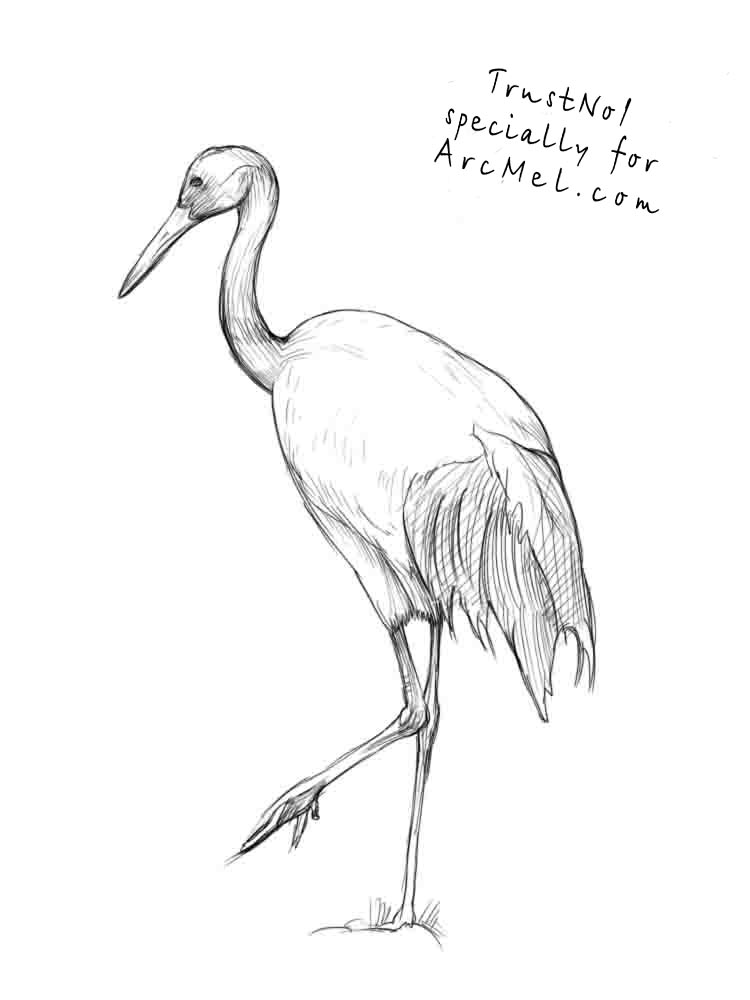 750x1000 How To Draw A Crane Step By Step - Crane Bird Sketch