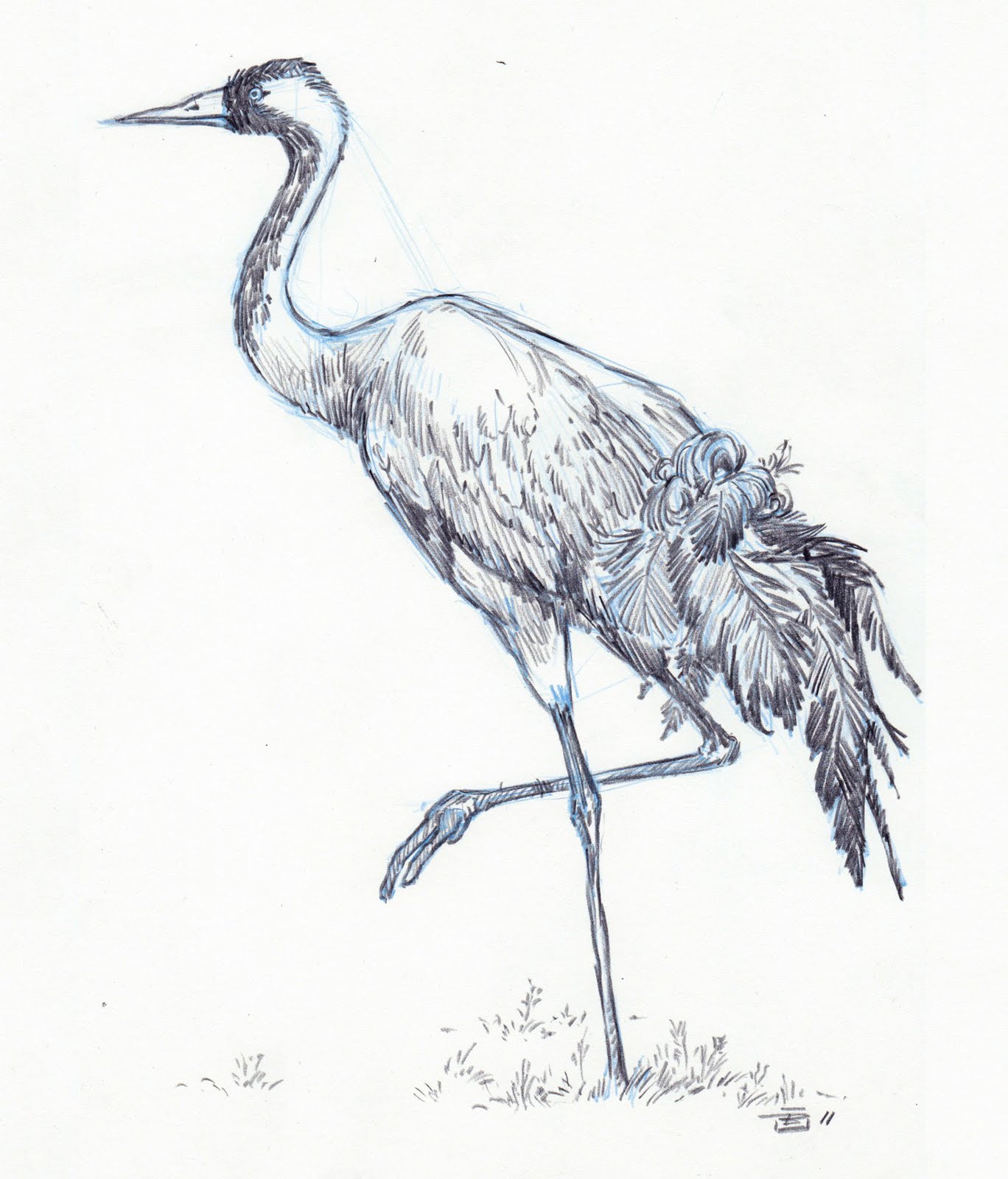 Crane Bird Sketch at Explore collection of Crane
