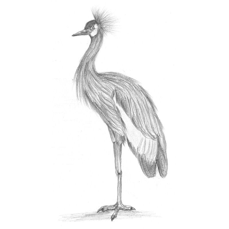 800x800 Pencil Sketch Of Black Crowned Crane - Crane Bird Sketch