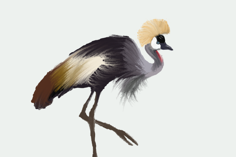 1000x667 Rough Crane Sketch On Behance - Crane Bird Sketch