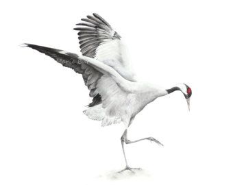 340x270 Crane Bird Sketch - Crane Bird Sketch