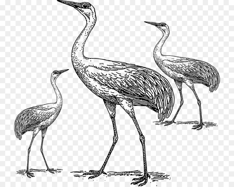 900x720 Crane Bird Clip Art - Crane Bird Sketch