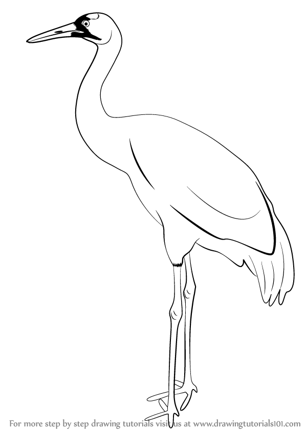 598x844 Learn How To Draw A Crane (Birds) Step By Step Drawing Tutorials - Crane Sketch