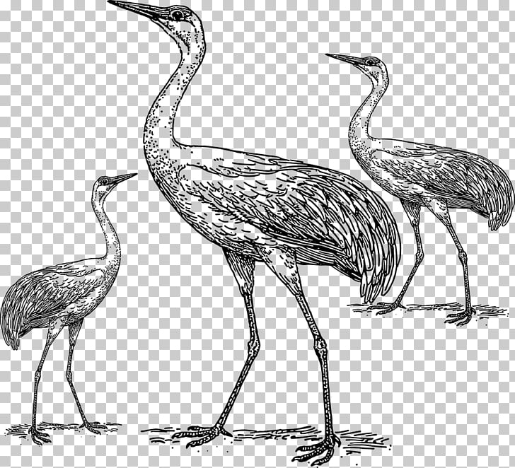 728x662 Crane Bird , Birds Sketch Png Clipart Free Cliparts Uihere - Crane Sketch