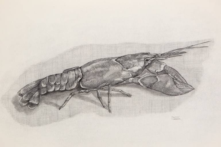 770x513 Crawfish Drawing By Dawn Wagner Saatchi Art - Crawfish Sketch
