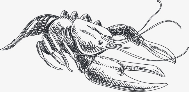 650x319 Crayfish Vector, Graphic Design, Crayfish, Sketch Png And Vector - Crawfish Sketch