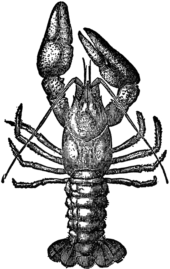 647x1024 Description Crawfish, Or Crayfish Is A Name Of Various - Crawfish Sketch