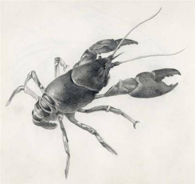 650x615 Drawing Crawfish Artwork For Sale On Fine Art Prints - Crawfish Sketch