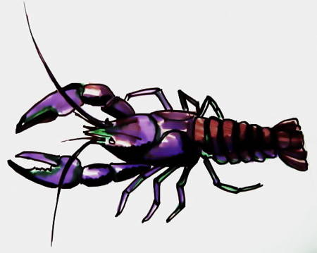 450x359 How To Draw A Crayfish - Crawfish Sketch