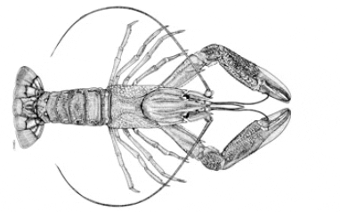 382x238 How To Farm Red Claw Crayfish The Fish Site - Crawfish Sketch
