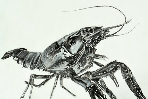 570x381 Items Similar To Giclee Fish Print And Original Crawfish Sketch - Crawfish Sketch