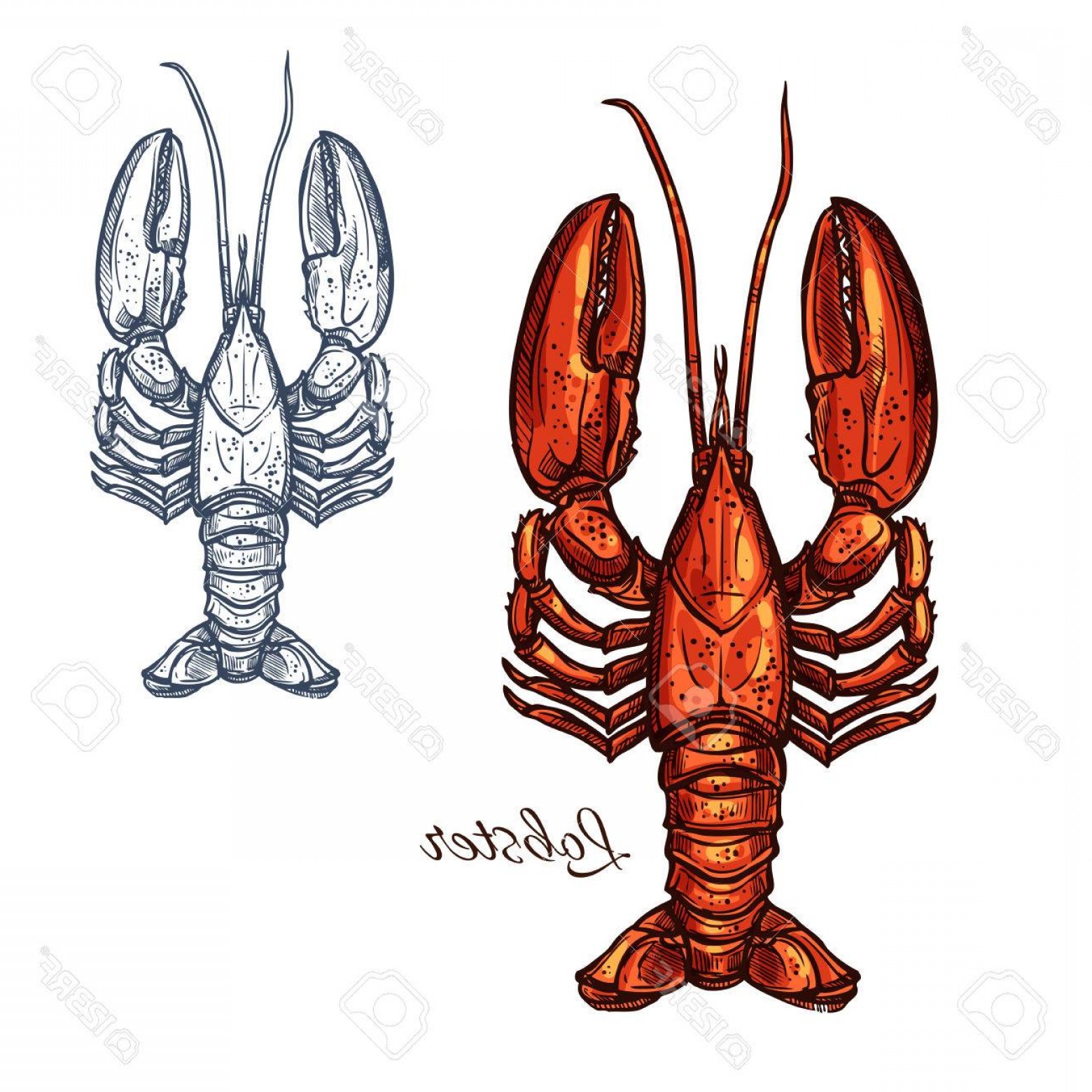 1560x1560 Photostock Vector Lobster Seafood Animal Or Crayfish Sketch - Crawfish Sketch