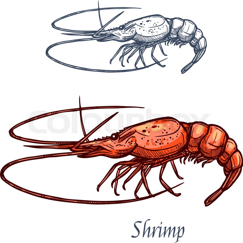 800x799 Shrimp Or Prawn Sketch Vector Icon. Saltwater Crayfish Crustaceans - Crawfish Sketch