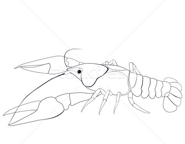600x468 Crayfish Sketch Vector Illustration Irina Shishkina (Hipatia - Crawfish Sketch