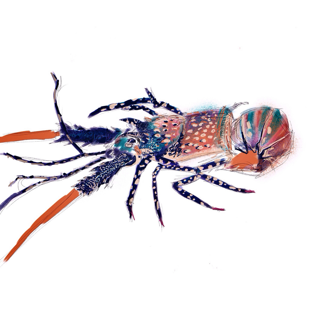 1024x1024 Far North Qld Cray - Crayfish Sketch