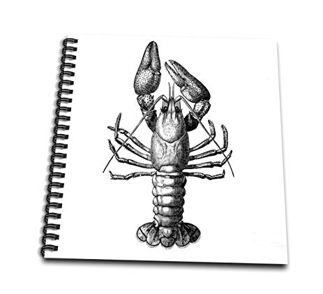 463x421 3drose Db 164900 1 Crayfish Vintage Illustration - Crayfish Sketch