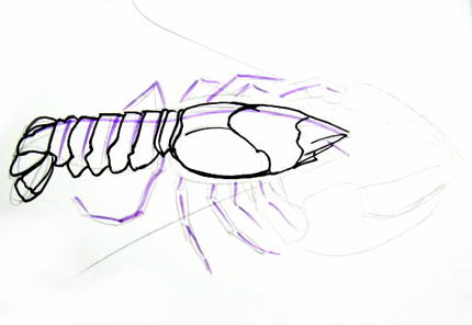 430x296 How To Draw A Crayfish - Crayfish Sketch