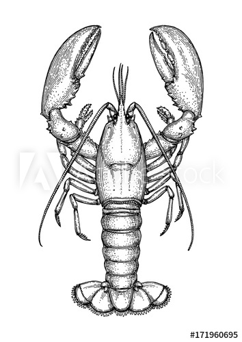 354x500 Ink Sketch Of Lobster. - Crayfish Sketch