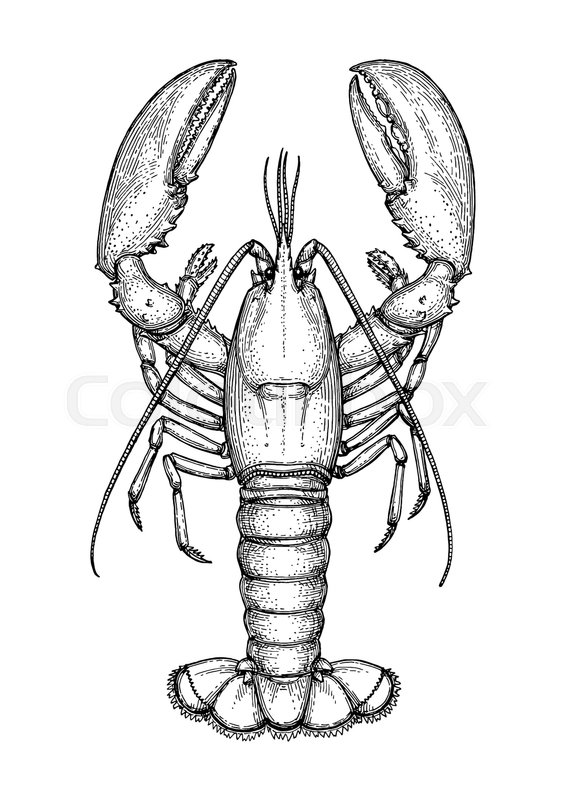 Crayfish Sketch at Explore collection of Crayfish