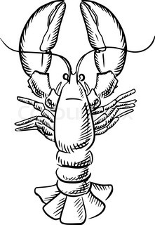 221x320 Lobster Seafood Animal Sketch. Red Lobster Marine Crustacean Or - Crayfish Sketch