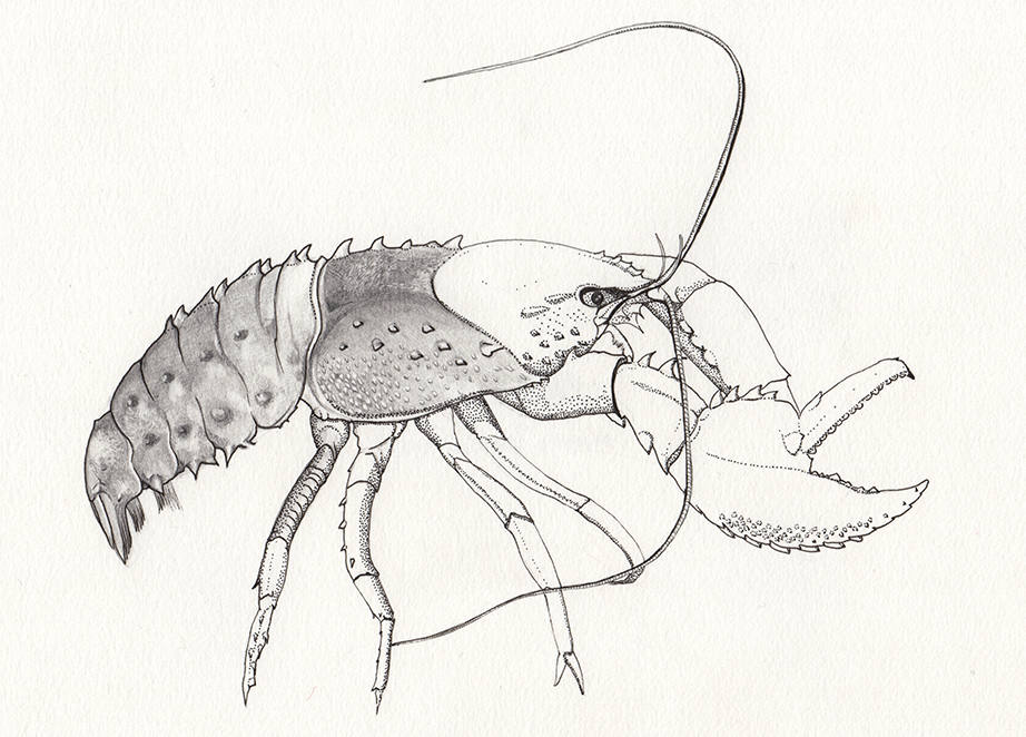 922x662 Murray River Crayfish Original Drawing Etsy - Crayfish Sketch