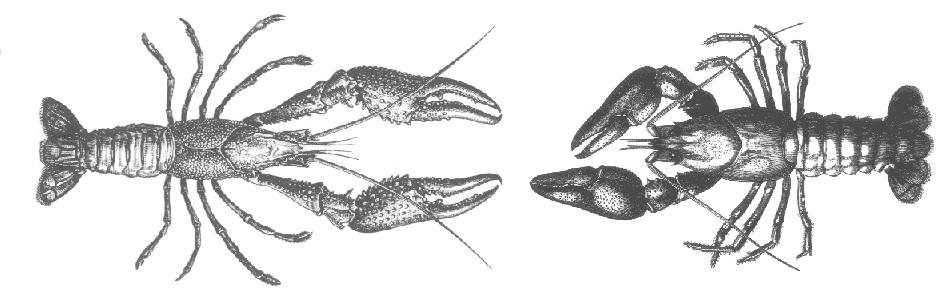 946x308 Atlas Publications Small Scale Crayfish Farming For Food And - Crayfish Sketch