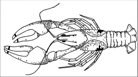 Crayfish Sketch at PaintingValley.com | Explore collection of Crayfish