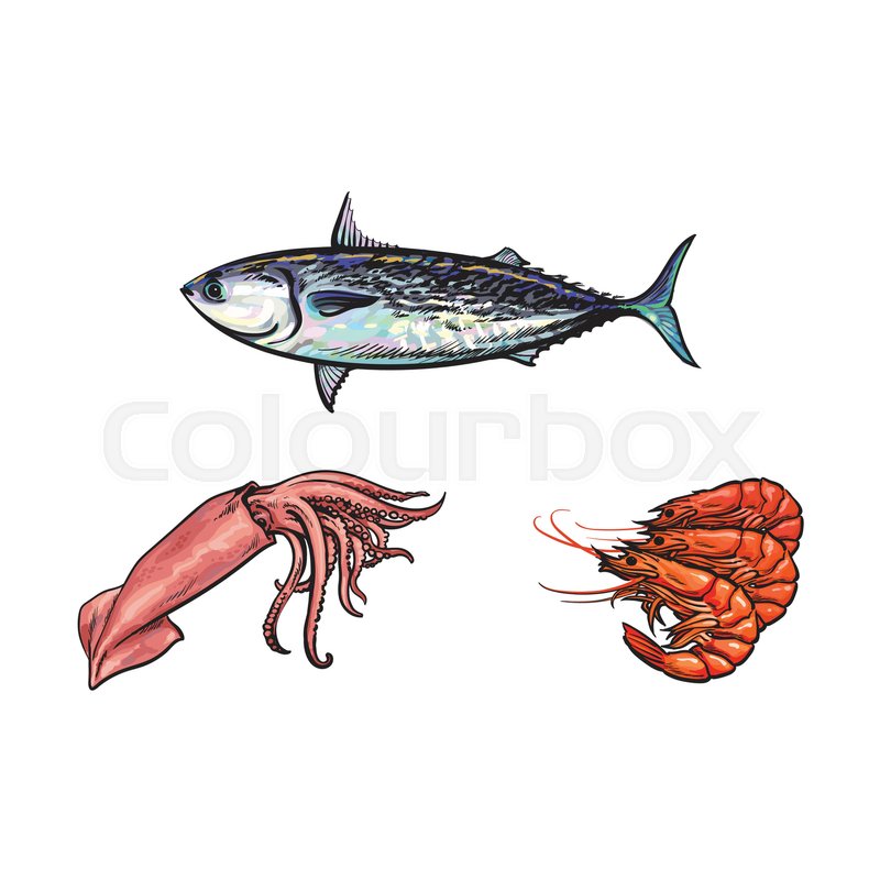 800x800 Vector Sketch Cartoon Sea Crayfish Lobster, Squid And Sea Tuna - Crayfish Sketch