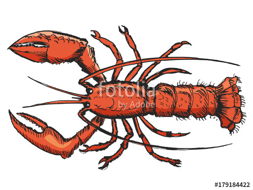 500x375 Sketch Of Lobster Stock Image And Royalty Free Vector Files On - Crayfish Sketch