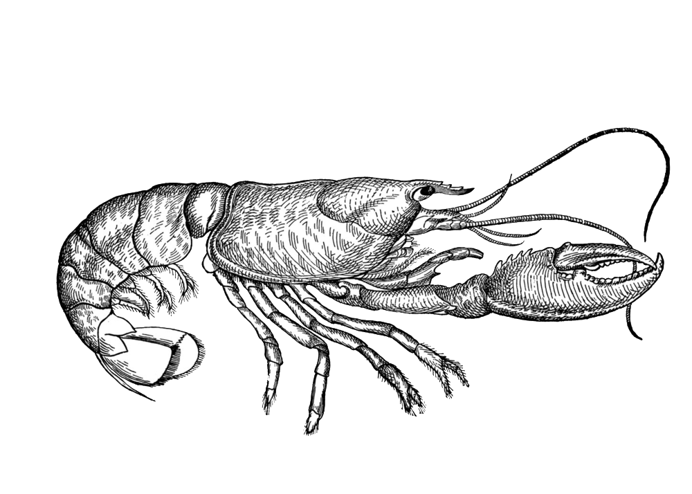 Crayfish Sketch at Explore collection of Crayfish