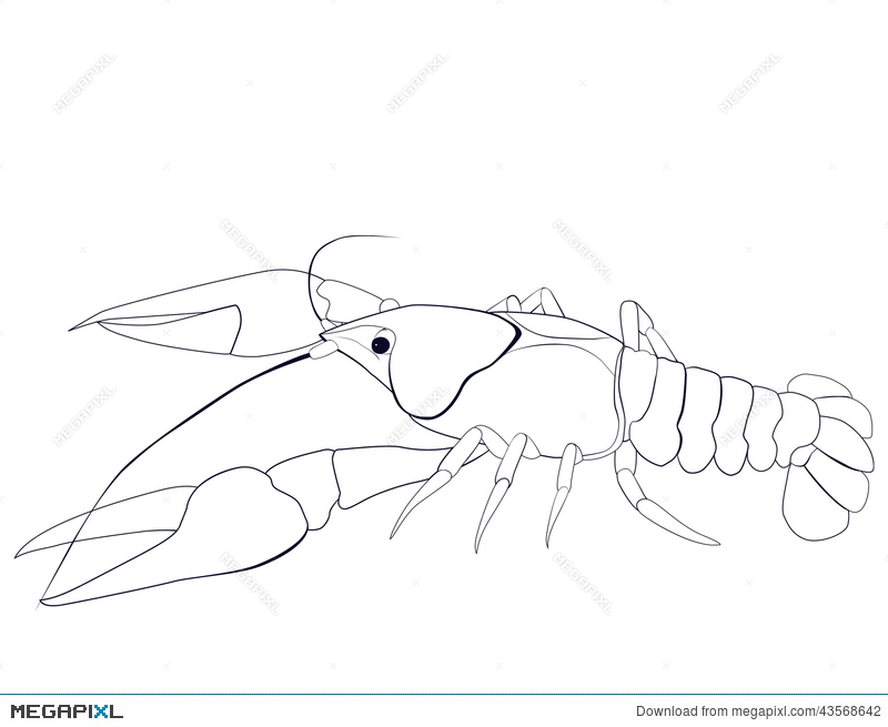 800x655 Crayfish Sketch Illustration 43568642 - Crayfish Sketch