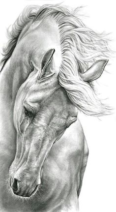 236x431 Images For Gt Wild Horse Drawings In Pencil Art - Crazy Horse Sketch