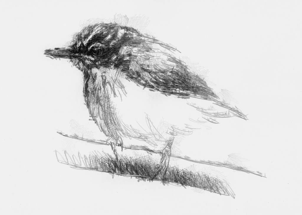 1024x728 Tree Creeper - Creeper Sketch