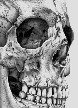 250x346 Drawing Illustration Death Art Creepy Skull Skeleton Art - Creepy Skull Sketch