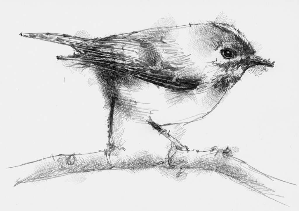 1024x725 Gold Crest Seanbriggs - Crest Sketch