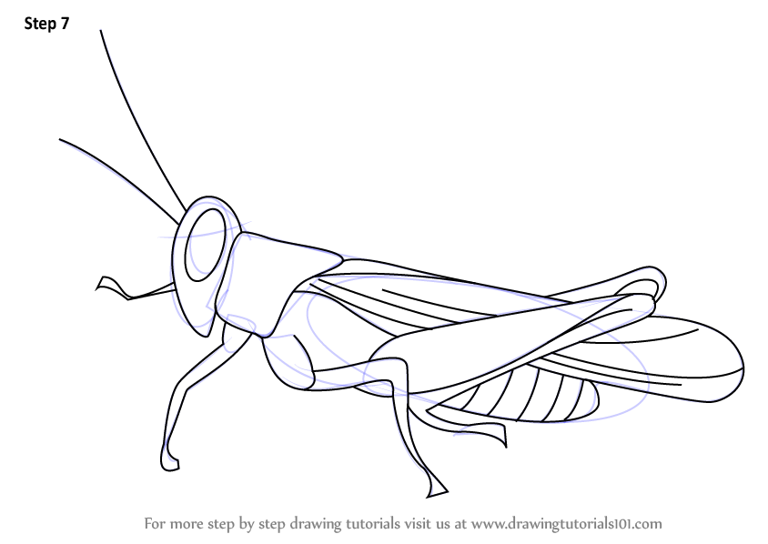 844x598 Learn How To Draw A Cricket (Insects) Step By Step Drawing Tutorials - Cricket Sketch