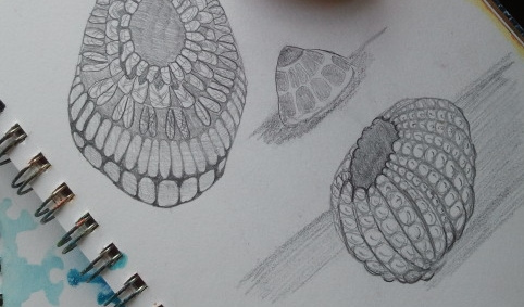 482x283 Sea Urchin, Rock, Crochet Sketch Trish Nonaka - Crochet Sketch