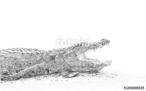 500x311 Crocodile. Sketch With Pencil Stock Photo And Royalty Free Images - Crocodile Sketch