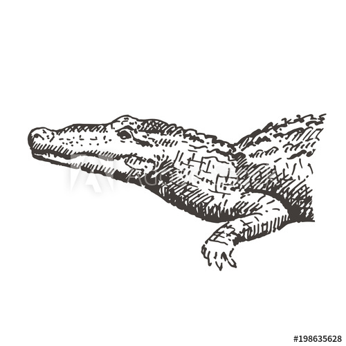 500x500 Hand Drawn Alligator Or Crocodile. Sketch, Vector Illustration - Crocodile Sketch