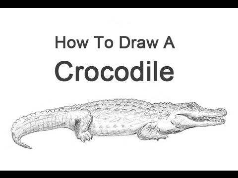 480x360 How To Draw A Crocodile - Crocodile Sketch