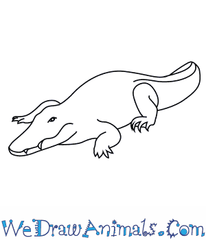 300x350 How To Draw A Nile Crocodile - Crocodile Sketch