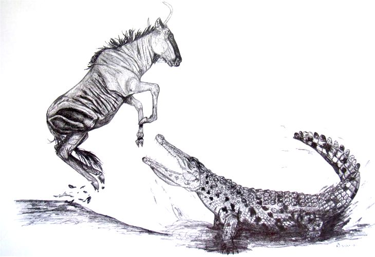 730x501 Wildabeast And Crocodile Sketch - Crocodile Sketch