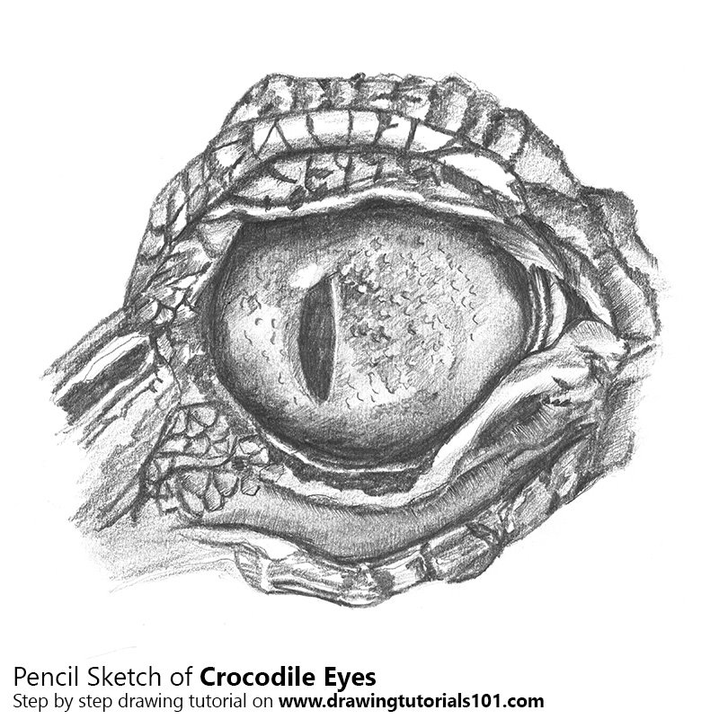 800x800 Crocodile Eyes Pencil Drawing - Crocodile Sketch