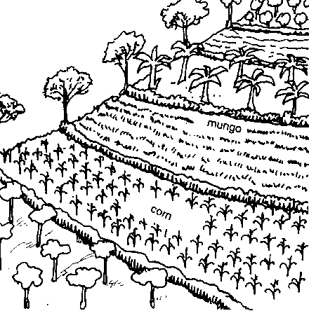 440x444 Crops Clipart Farm Crop - Crop In Sketch
