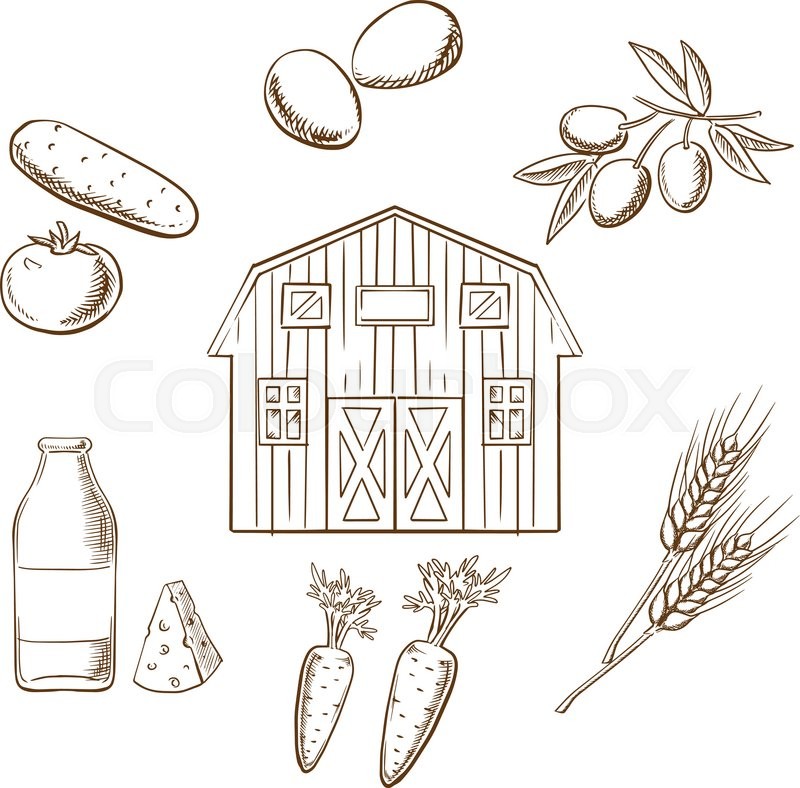 800x788 Farming And Agriculture Sketch Design Showing Various Crop - Crop In Sketch