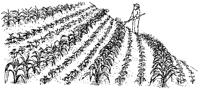 655x293 Manures And Crop Residues - Crop In Sketch
