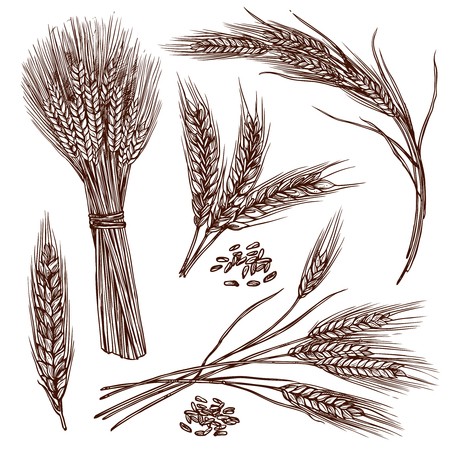 450x450 Ready Made Deisgns For Rice Plant - Crop In Sketch
