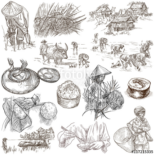 500x500 Rice.agriculture.life Of A Farmer.rice Crop, Set.collection Of An - Crop In Sketch